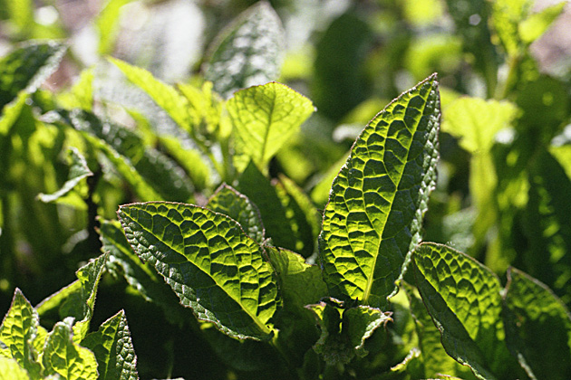 C_leaves1_2001_4.jpg