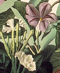 Fragment of an engraving by John James Audubon